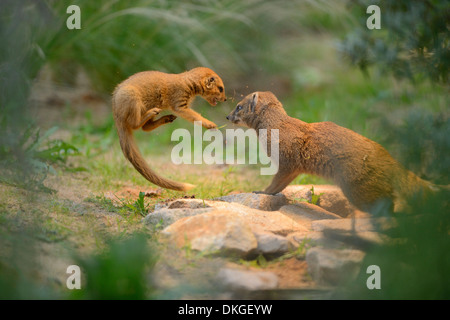 Yellow Mongoose (Cynictis penicillata) mother with her yongster Stock Photo