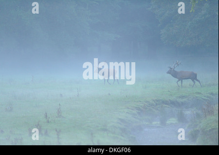 Two red deer (Cervus elaphus) males on a foggy morning Stock Photo