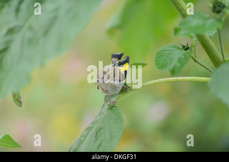 Goldfinch (Carduelis carduelis) sitting on a sunflower Stock Photo