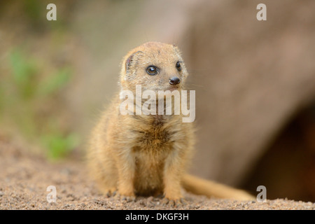 Yellow Mongoose (Cynictis penicillata) baby Stock Photo