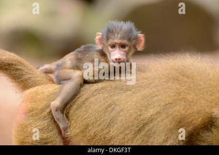 Guinea baboon (Papio papio) youngster on mother's back Stock Photo