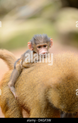 Guinea baboon (Papio papio) youngster on mother's back Stock Photo