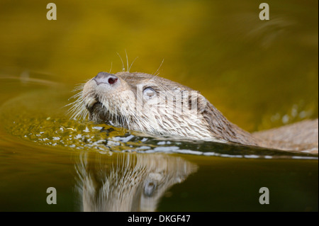 European otter (Lutra lutra) swimming in water Stock Photo