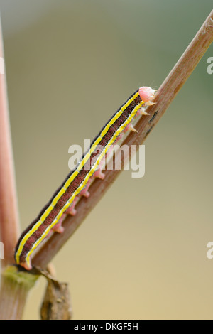 Caterpillar from a Broom Moth (Ceramica pisi) Stock Photo