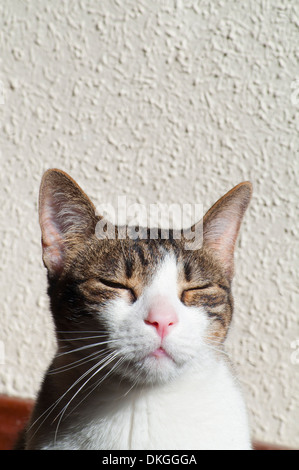 Tabby and white cat sunbathing Stock Photo - Alamy