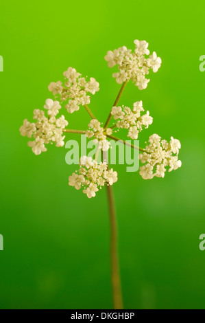 Japanese hedge parsley, Torilis japonica (Apiaceae), vertical portrait of white flowers with nice out of focus background. Stock Photo