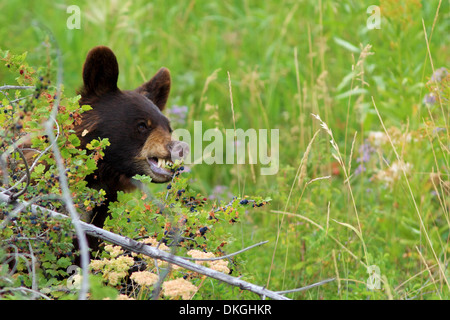 brown bear sitting peacefully in a grassy meadow with wild flowers, eating huckleberries to fatten up for the season Stock Photo