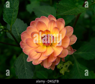 Dahlia Pam Howden orange yellow flower bloom blossom flowering Stock Photo