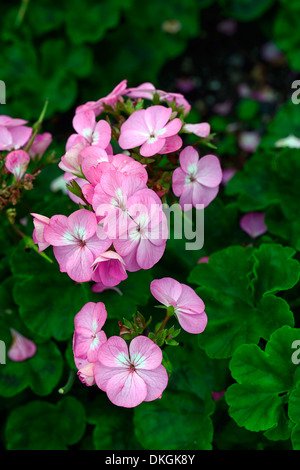 geranium f1 horizon lavender Pelargonium x hortorum pink flowers flowering annual bed bedding plant Stock Photo