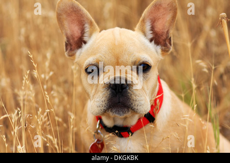 Portrait of a beautiful golden French bulldog looking pensive sitting in a field of wheat Stock Photo