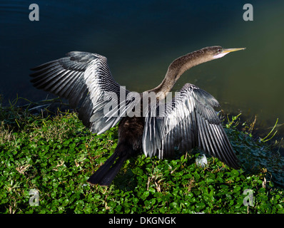 Anhinga (Anhinga anhinga) drying it's wings in the sun on the shores of Lake Morton, Lakeland, Polk County, Central Florida, USA Stock Photo