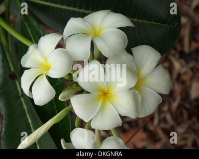 Cluster of white perfumed flowers of evergreen frangipani, Plumeria ...