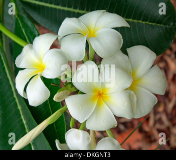 Cluster of white frangipani flowers with yellow  centres - Plumeria obtusa - evergreen shrub in sub-tropical garden in Australia Stock Photo