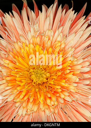 Close up of spectacular double apricot pink / orange flower of Gerbera bauerii nobleflora cultivar Stock Photo