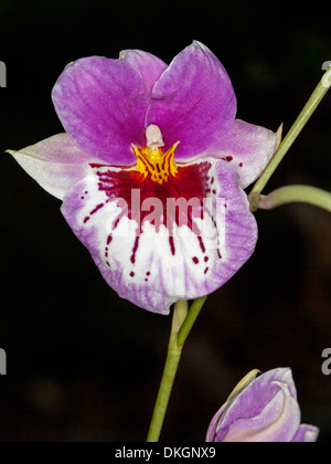 Spectacular purple and white flower of pansy orchid Miltoniopsis 'In The Pink' 'Voluptuous' against dark background Stock Photo