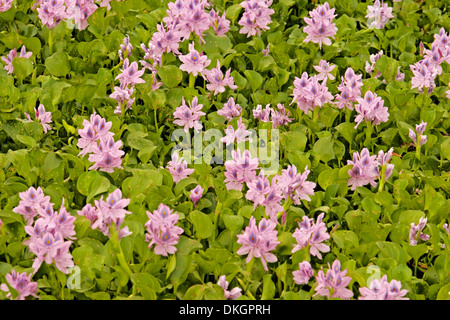 Mass of attractive pink / mauve flowers and dense foliage of water hyacinth Eichhornia crassipes completely covering surface of water of river in Aust Stock Photo