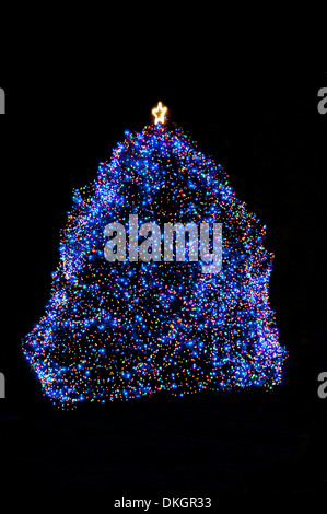 Idaho State Christmas Tree - 2013 Stock Photo
