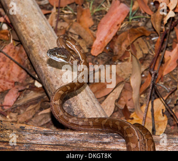 Young carpet snake - an Australian python - in aggressive attack pose , ready to strike, and on branch on forest floor Stock Photo