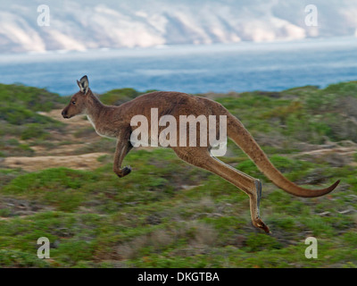 Large male western grey kangaroo Macropus fuliginosus leaping across landscape and airborne beside ocean in Lincoln National Park, Eyre Peninsula SA Stock Photo