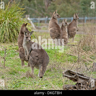 Group of eastern grey kangaroos Macropus giganteus in the wild at Abercrombie River National Park, NSW -all alert and watching movement of a camper. Stock Photo