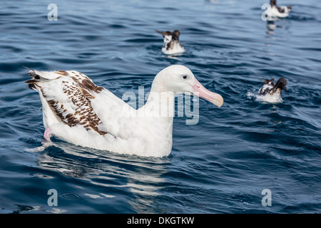 Wandering albatross (Diomedea exulans) in calm seas off Kaikoura, South Island, New Zealand, Pacific Stock Photo