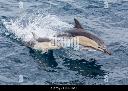 Long-beaked common dolphin (Delphinus capensis) leaping near White Island, North Island, New Zealand, Pacific Stock Photo