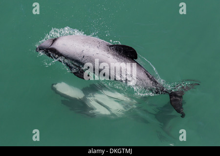 Adult Hector's dolphin (Cephalorhynchus hectori) mating near Akaroa, South Island, New Zealand, Pacific Stock Photo