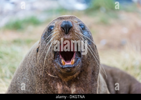 New Zealand fur seal (Arctocephalus forsteri) hauled out near Dunedin, South Island, New Zealand, Pacific Stock Photo