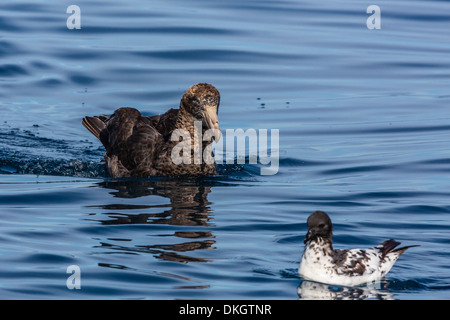 Northern giant petrel (Macronectes halli) off Kaikoura, South Island, New Zealand, Pacific Stock Photo