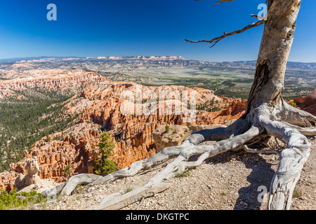 Bryce Canyon Amphitheater from Bryce Point, Bryce Canyon National Park, Utah, United States of America, North America Stock Photo