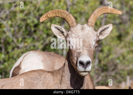 Adult desert bighorn sheep (Ovis canadensis), Zion National Park, Utah, United States of America, North America Stock Photo