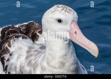 Wandering albatross, Diomedea exulans, in calm seas off Kaikoura, South Island, New Zealand Stock Photo