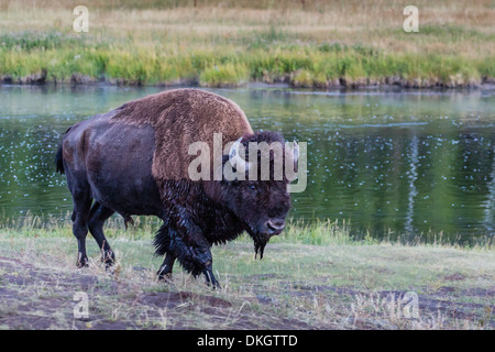 Lone bison (buffalo) (Bison bison) on the move in Yellowstone National Park, UNESCO World Heritage Site, Wyoming, USA Stock Photo