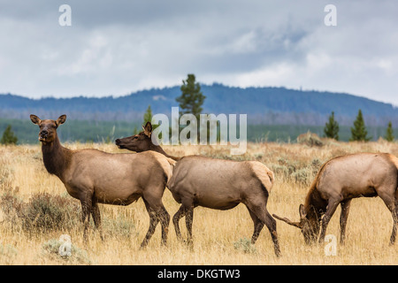 Elk herd (Cervus canadensis) grazing in Yellowstone National Park, UNESCO World Heritage Site, Wyoming, USA Stock Photo