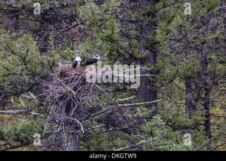 Osprey (Pandion haliaetus) fledglings on nest, Yellowstone National Park, UNESCO World Heritage Site, Wyoming, USA Stock Photo