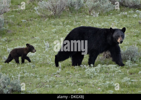 Black bear (Ursus americanus) sow and a cub of the year, Yellowstone National Park, Wyoming, USA Stock Photo