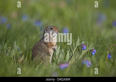 Uinta ground Squirrel (Urocitellus armatus) among mountain bluebell (Mertensia ciliata), Yellowstone National Park, Wyoming, USA Stock Photo