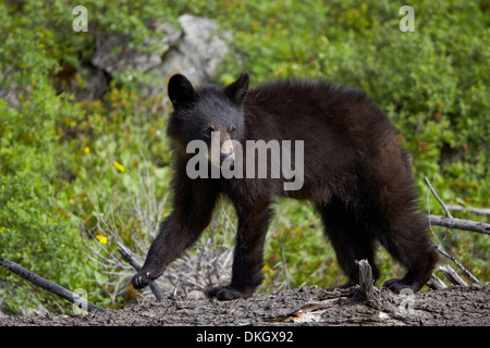 Black bear (Ursus americanus) yearling cub, Yellowstone National Park, Wyoming, United States of America, North America Stock Photo