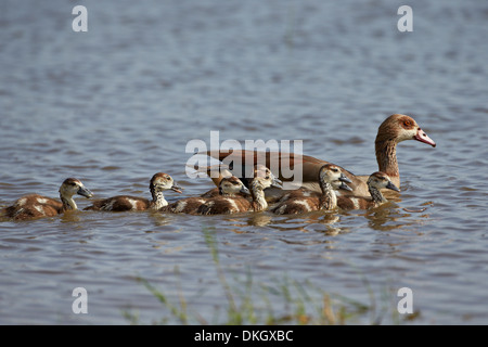 Egyptian goose (Alopochen aegyptiacus) adult and goslings, Serengeti National Park, Tanzania, East Africa, Africa Stock Photo