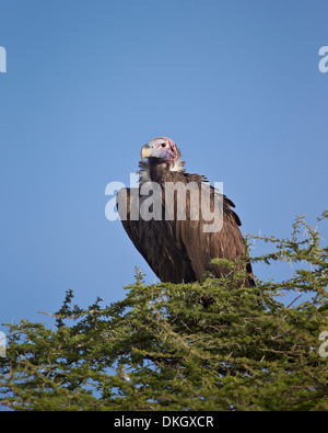 Lappet-faced vulture (Torgos tracheliotus), Serengeti National Park, Tanzania, East Africa, Africa Stock Photo