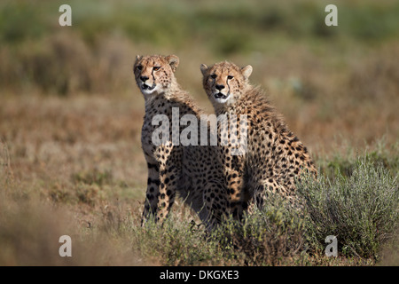 Two cheetah (Acinonyx jubatus), Serengeti National Park, Tanzania, East Africa, Africa Stock Photo