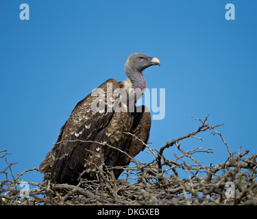 Ruppell's griffon vulture (Gyps rueppellii), Serengeti National Park, Tanzania, East Africa, Africa Stock Photo