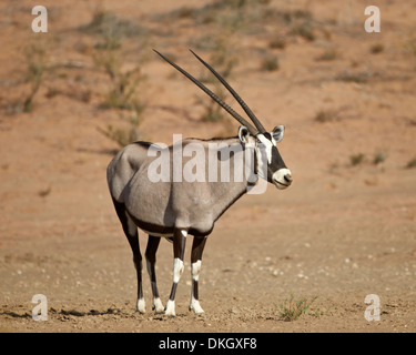 Gemsbok (Oryx gazella), Kgalagadi Transfrontier Park, (the former Kalahari Gemsbok National Park), South Africa, Africa Stock Photo