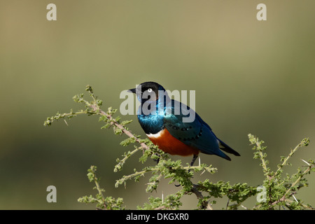 Superb starling (Lamprotornis superbus), Serengeti National Park, Tanzania, East Africa, Africa Stock Photo