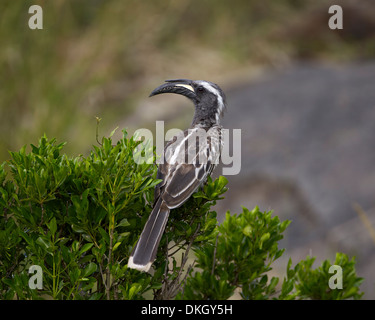 African grey hornbill (African gray hornbill) (Tockus nasutus), Serengeti National Park, Tanzania, East Africa, Africa Stock Photo