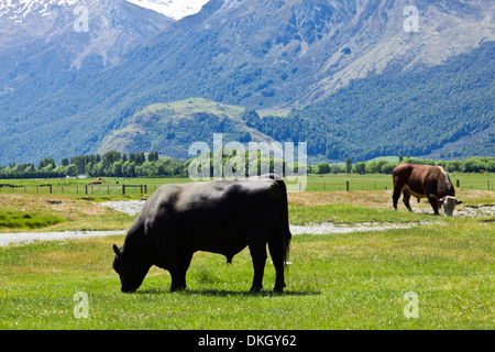 Two bulls feed in a paddock on a New Zealand South Island farm Stock Photo