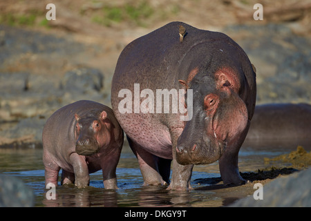 Hippopotamus (Hippopotamus amphibius) mother and calf, Serengeti National Park, Tanzania, East Africa, Africa Stock Photo