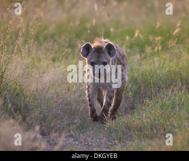 Spotted hyena (spotted hyaena) (Crocuta crocuta), Serengeti National Park, Tanzania, East Africa, Africa