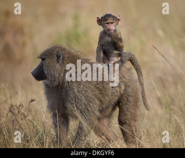 Olive baboon (Papio cynocephalus anubis) infant riding on its mother's back, Serengeti National Park, Tanzania, Africa Stock Photo