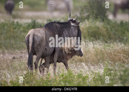 Just-born blue wildebeest (Connochaetes taurinus) standing by its mother, Serengeti National Park, Tanzania, Africa Stock Photo